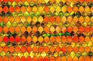 Sxrr 9011 Tangerine Stained Glass 500X375
